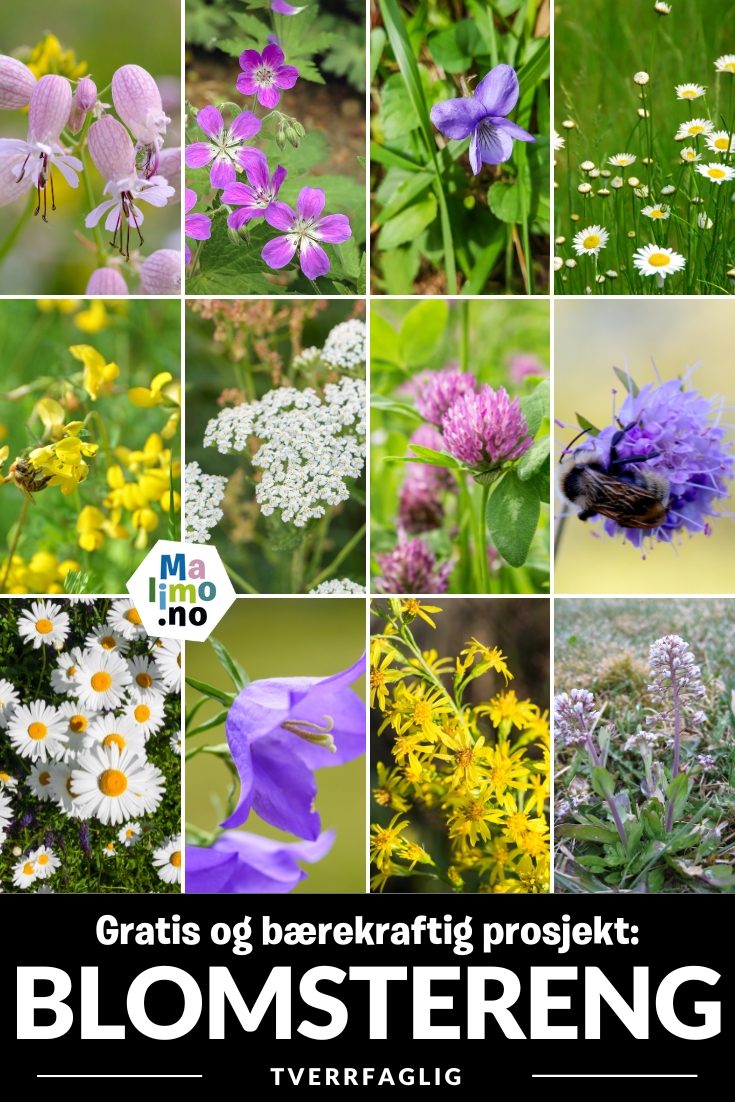 Prosjekt for å sanke frø og så blomstereng. Redd pollinatorer og bevar det norske kulturlandskapet. Uteskole og naturfag.