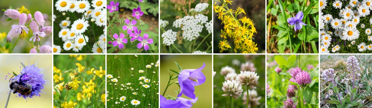 Prosjekt for å sanke frø og så blomstereng. Redd pollinatorer og bevar det norske kulturlandskapet. Uteskole og naturfag.