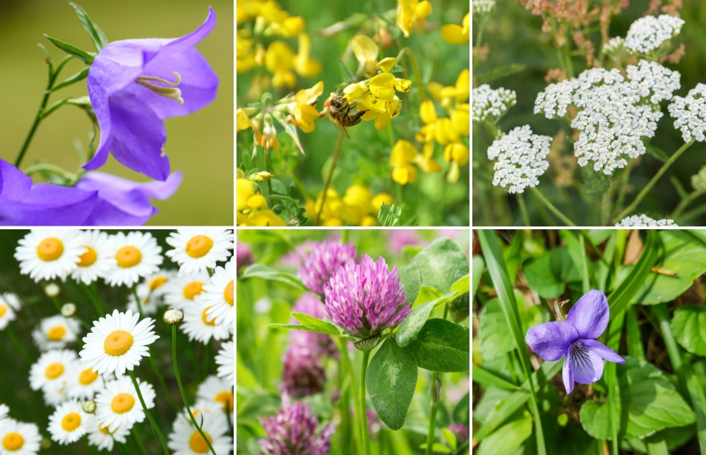 Prosjekt for å sanke frø og så blomstereng. Redd pollinatorer og bevar det norske kulturlandskapet. Uteskole og naturfag.