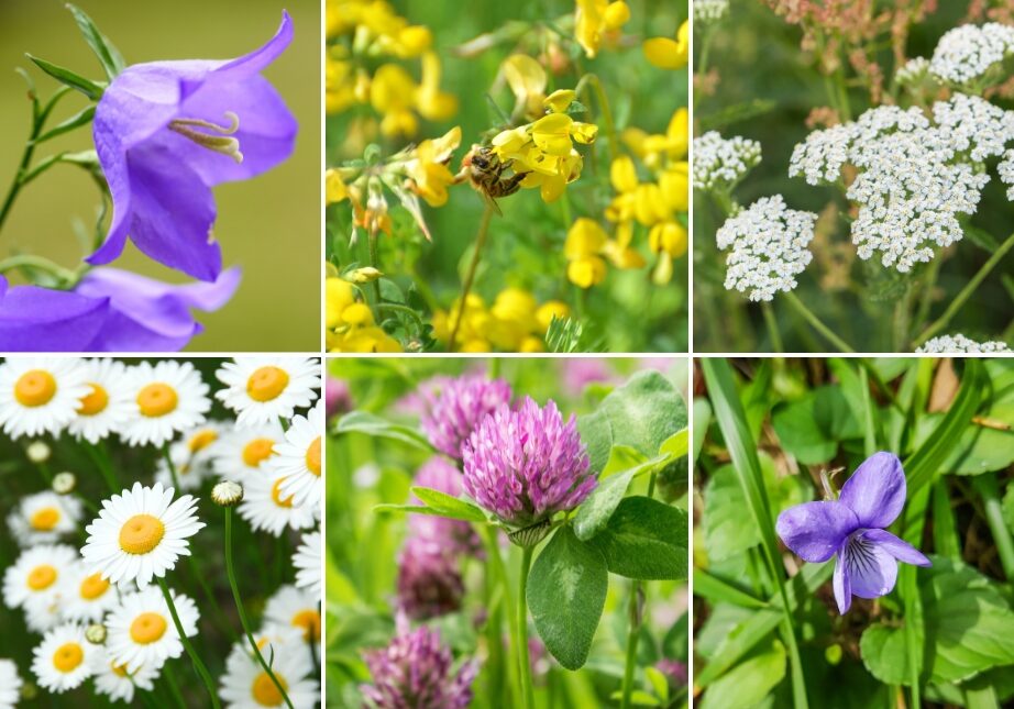 Prosjekt for å sanke frø og så blomstereng. Redd pollinatorer og bevar det norske kulturlandskapet. Uteskole og naturfag.